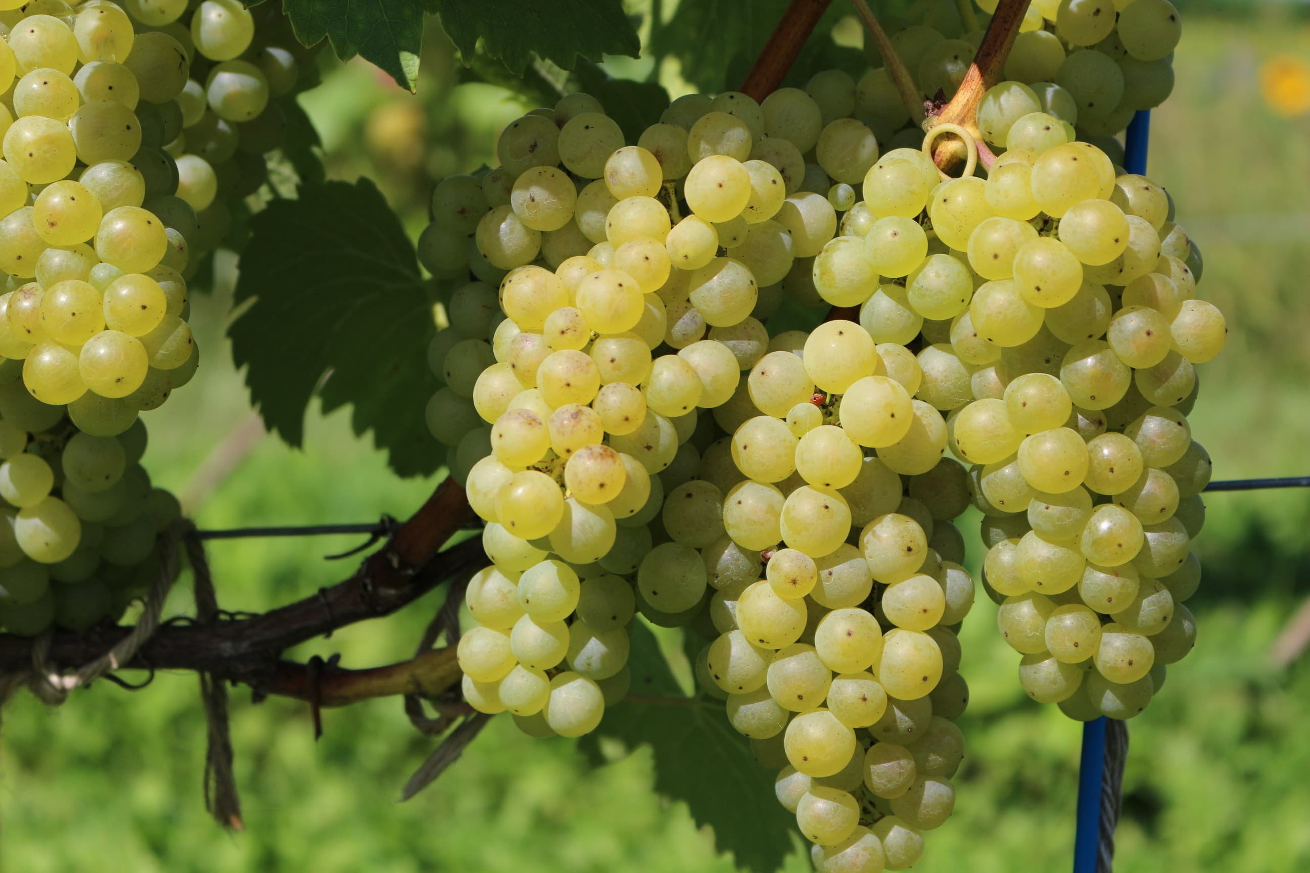 Hamada Vineyard cover